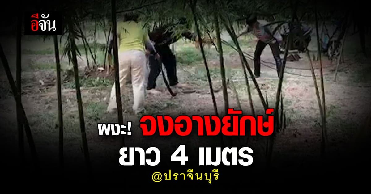 ชาวบ้านผวา! เข้าสวนไผ่ ตัดหน่อไม้ พบจงอางยักษ์ 2 ตัว ยาว 4 เมตร