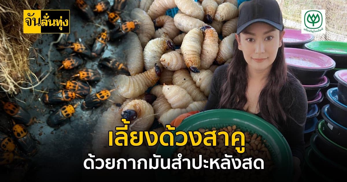 เลี้ยงด้วงสาคูด้วยกากมันสำปะหลังสด โตไว ราคาดี