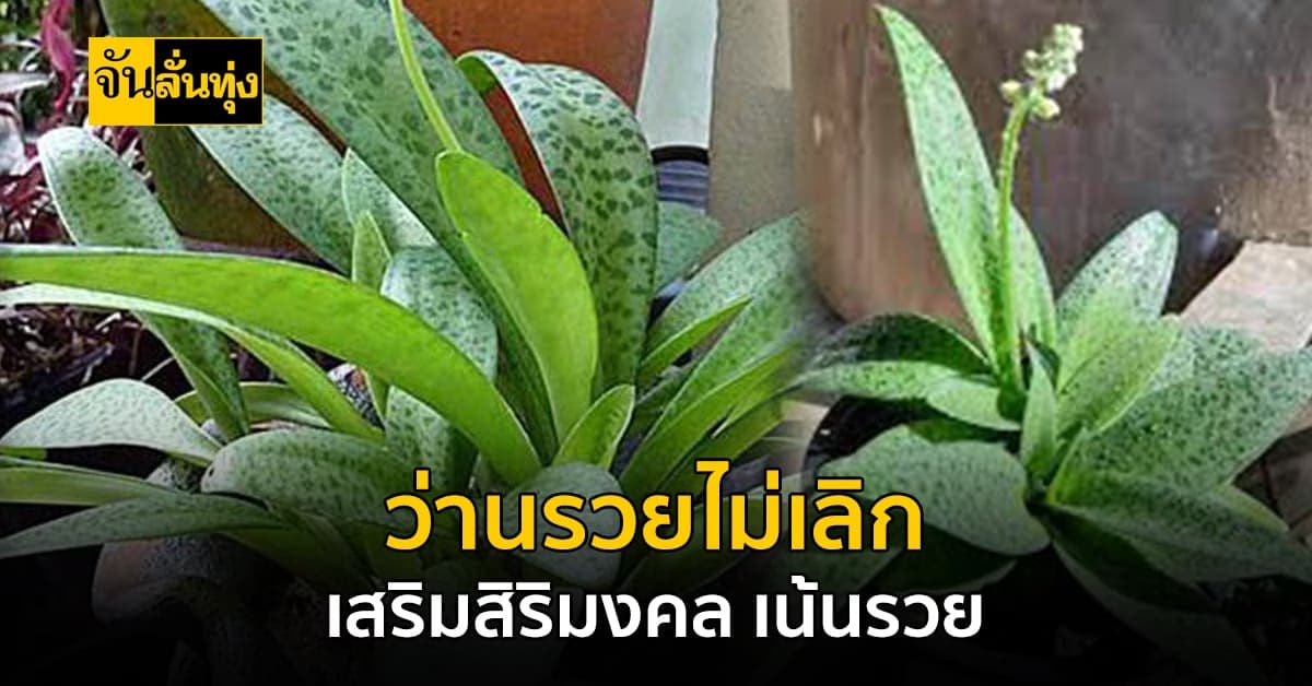 ว่านรวยไม่เลิก ปลูกไว้จะพบกับความร่ำรวย