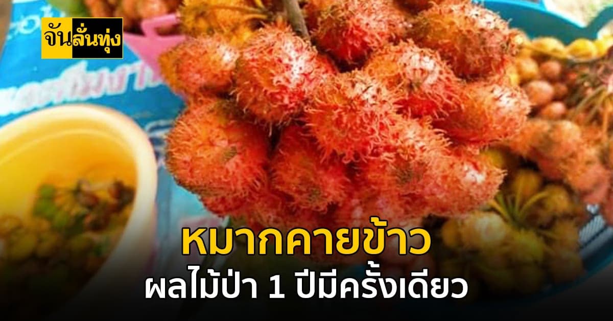 มาแล้วจ้าผลไม้ป่าหากินยาก หมากคายข้าว ผลไม้ป่า 1 ปีมีให้กินครั้งเดียว