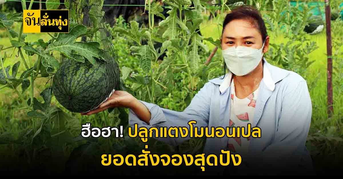 เกษตรกร มือใหม่ปิ๊งไอเดีย! ปลูกแตงโมตอปิโดแบบนอนเปล สร้างรายได้ปัง
