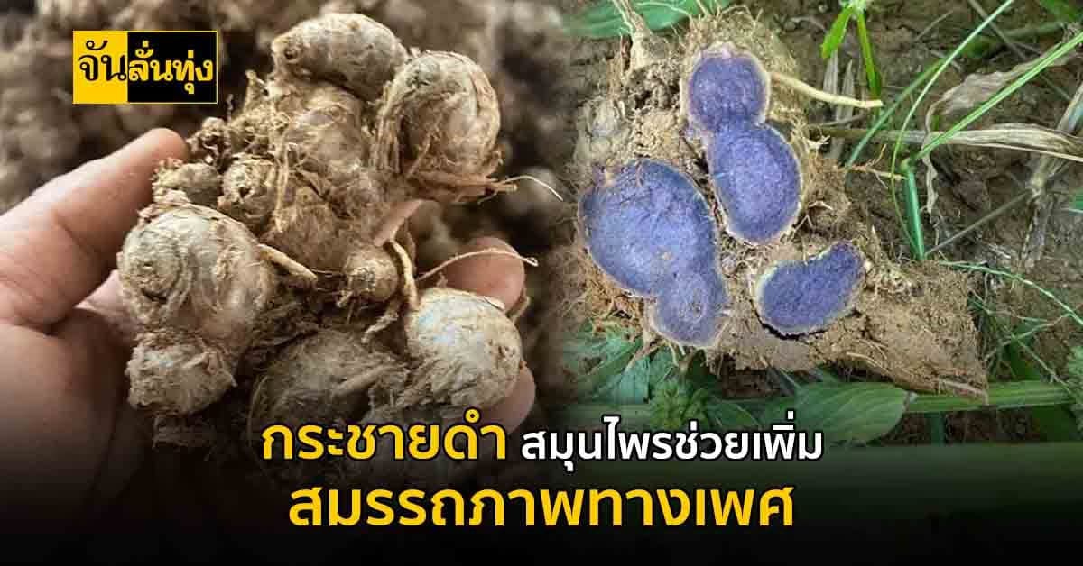 สมุนไพรแบบไทย กระชายดำ สมุนไพร ช่วยเพิ่ม สมรรถภาพทางเพศ