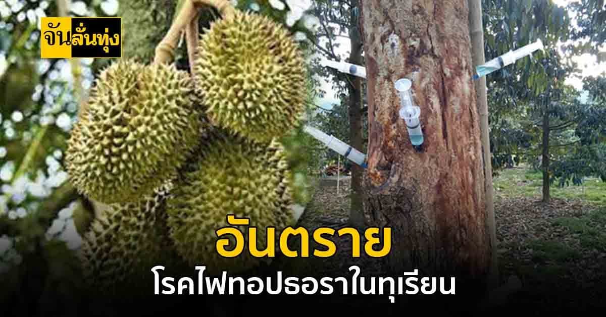 โรคไฟทอปธอราในทุเรียน ภัยร้ายคุกคามสวนทุเรียน แจกวิธีรับมือ