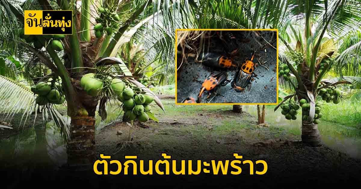 วิธีการรับมือและแนวทางป้องกันสวนมะพร้าว