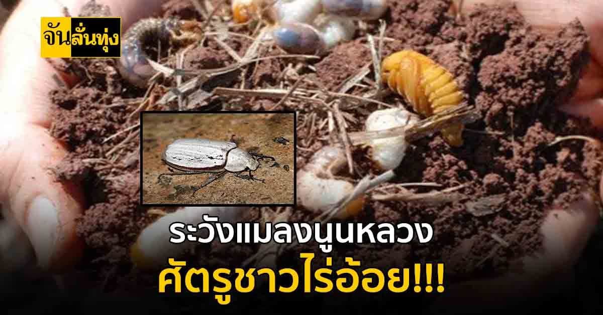 ระวังแมลงนูนหลวง ศัตรูชาวไร่อ้อย เตรียมป้องและวิธีการรับมือ