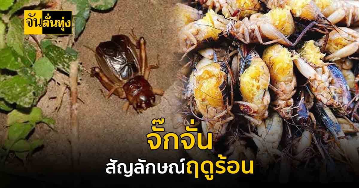 แว่วเสียง จิ้งโกร่ง ฤดูร้อน มาถึงแล้ว