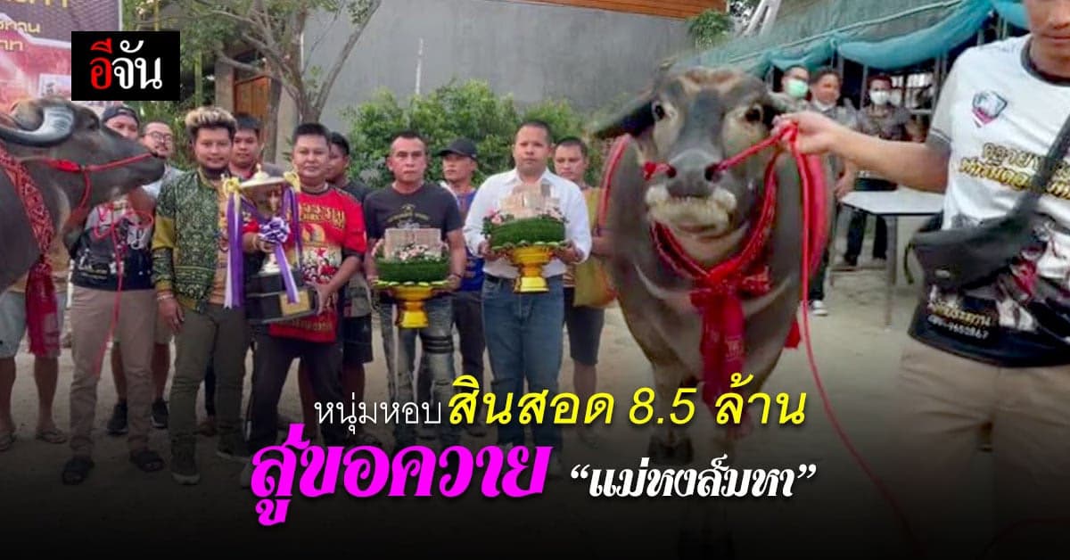 หนุ่มใจป้ำ! หอบสินสอด 8.5 ล้าน สู่ขอควาย “แม่หงส์มหา”