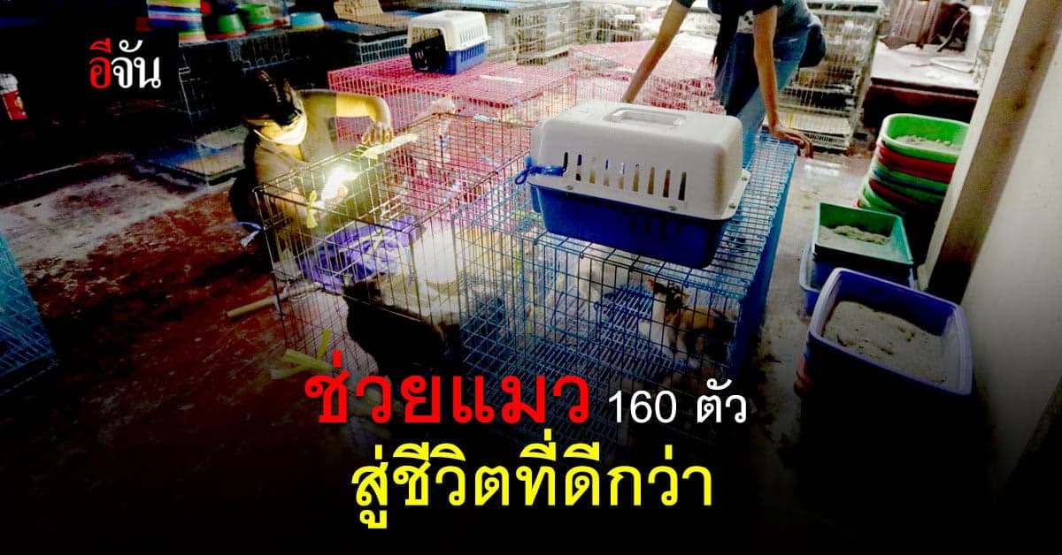 มูลนิธิอนุรักษ์ช้างและสิ่งแวดล้อม ช่วยแมว 160 ตัว