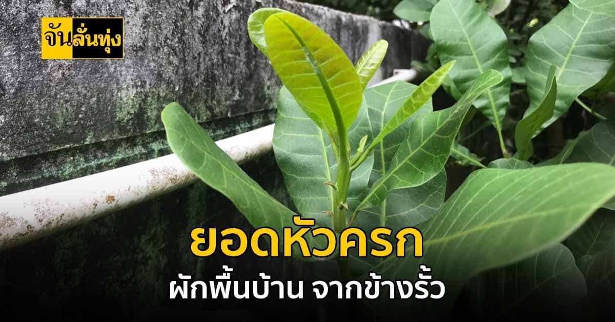 ผักข้างรั้วประโยชน์เยอะ ยอดหัวครก ผักพื้นบ้าน