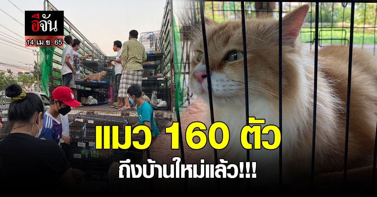 แมว 160 ตัว ที่ถูกช่วยจากกรง เดินทางถึงเชียงใหม่แล้ว!