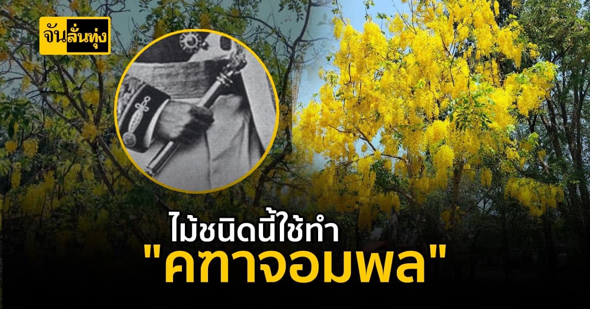 ไม้มงคลสำหรับสร้าง “คฑาจอมพล”