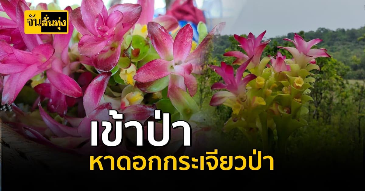 ช่วงนี้ฝนกำลังตก ชวนขึ้นเขา ไปหา ดอกกระเจียวป่า