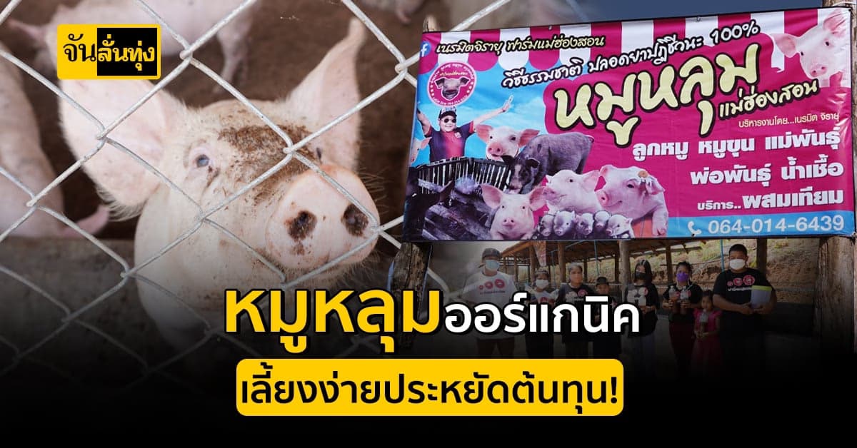 เลี้ยงหมูหลุมออร์แกนิคแห่งเดียวใน เมืองสามหมอก เน้นเลี้ยงแบบธรรมชาติ!