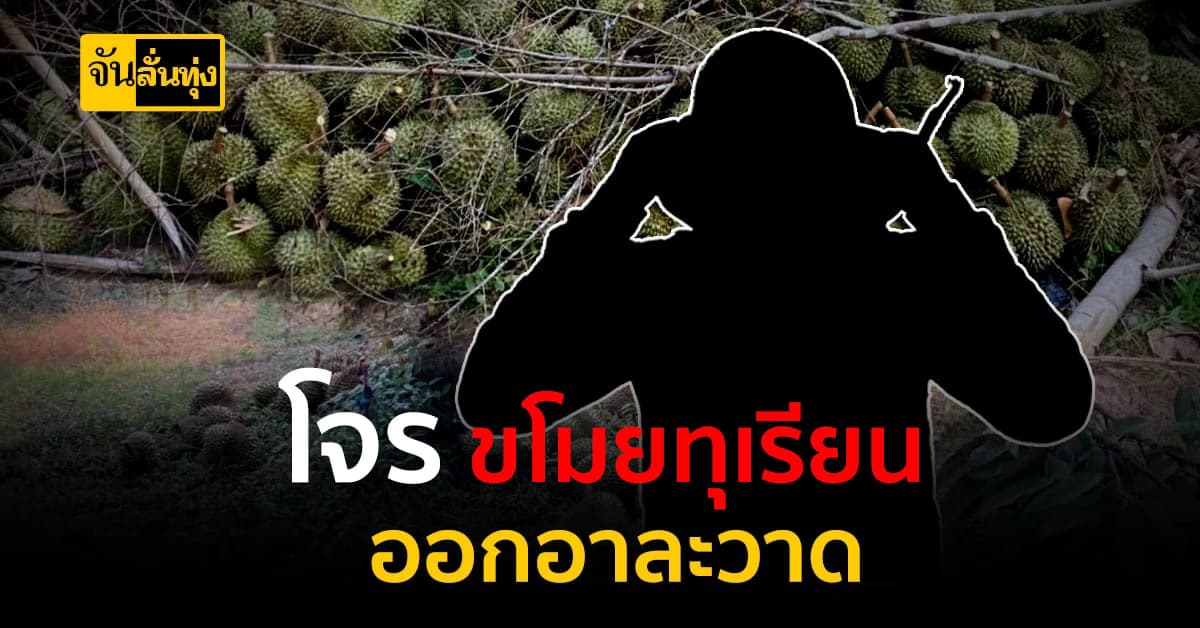 โจรเริ่มออกอาละวาด สวนทุเรียน จ.จันทบุรี โดนโจรตัดทุเรียนไปเกือบ 1 ตัน