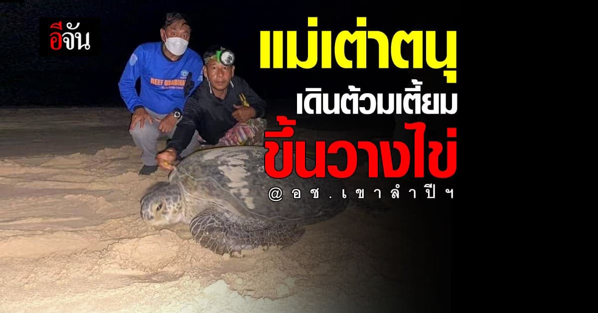 แม่เต่าตนุ ขึ้นวางไข่รังที่ 9 ชายหาดเขาหน้ายักษ์ อช.เขาลำปีฯ
