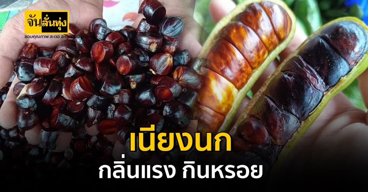 ของฝากจากปักษ์ใต้? เนียงนก กลิ่นแรง กินหรอย