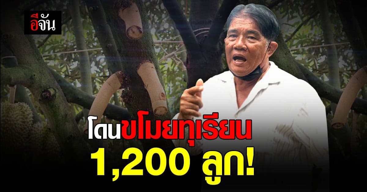 เจ้าของสวนช้ำใจ โจรย่องตัด ทุเรียน ได้ไป 1,200 ลูก เสียหายกว่า 4 แสน