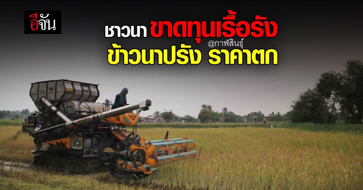 ชาวนา จังหวัดกาฬสินธุ์ อ่วมเรื้อรัง ข้าวนาปรัง ราคาตก