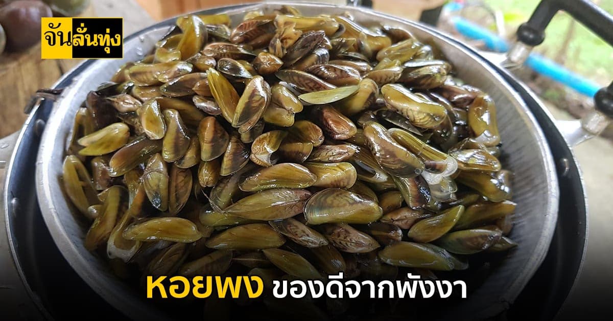 นี่แลของหรอย! หอยพง หอยจิ๋ว ของดีจาก พังงา