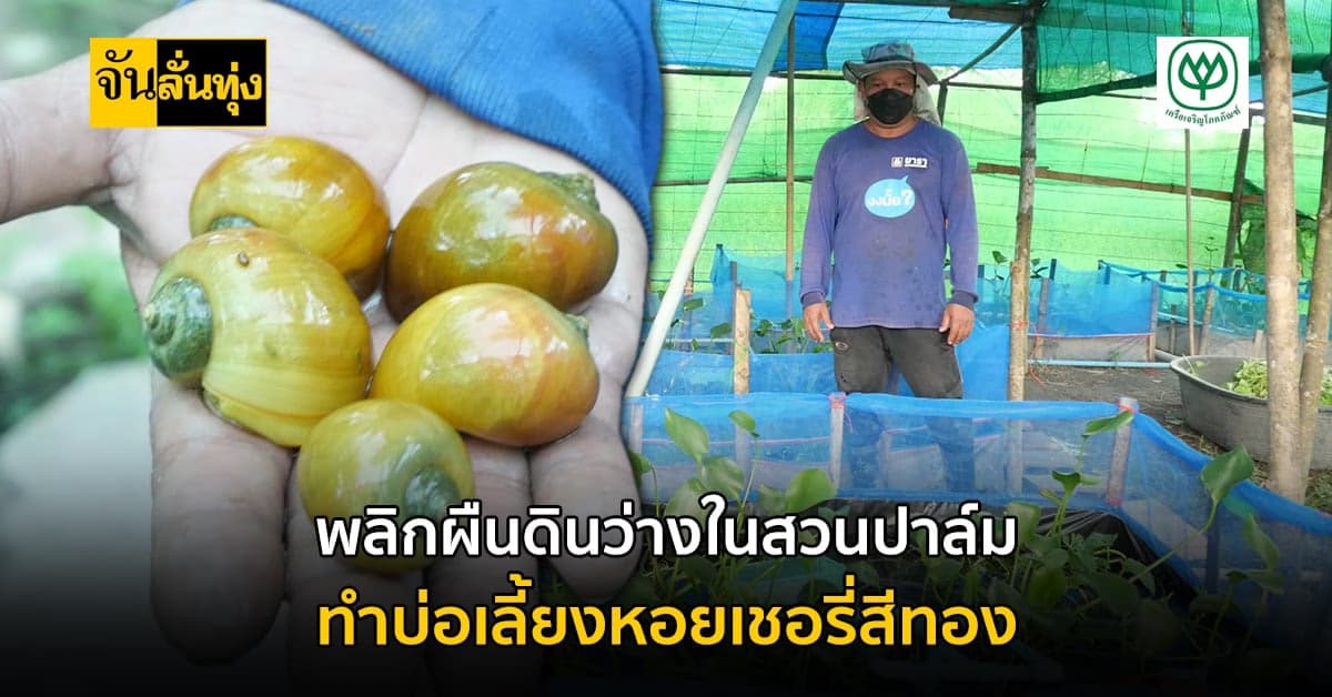 ตรัง ใช้พื้นที่ว่างในสวนปาล์มน้ำมัน เลี้ยงหอยเชอรี่สีทอง