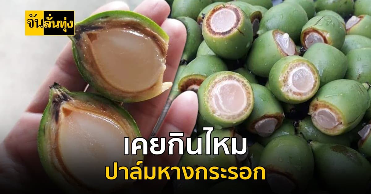 มีดีกว่าเป็นไม้ประดับ? ปาล์มหางกระรอก แกะเนื้อกินได้