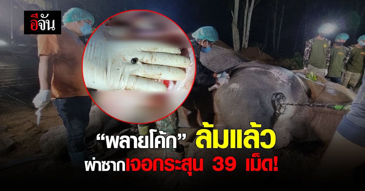 อาลัยพลายโค้ก ช้างป่าบาดเจ็บล้มแล้ว ผ่าซากพบกระสุน 39 เม็ด!
