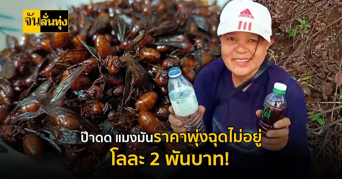 แมงมัน อาหารสุดโปรดของชาวเหนือ ปัจจุบันราคาสูงถึง กิโลละ 2 พันบาท