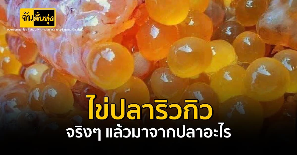 มาตอบข้อสงสัยกันค่ะ ว่า ไข่ปลาริวกิว จริงๆ แล้วมาจากปลาอะไร