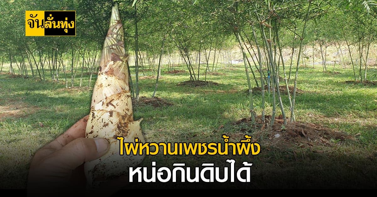 เชื่อไหมว่าไผ่กินดิบได้! ไผ่หวานเพชรน้ำผึ้ง หน่อกินดิบได้