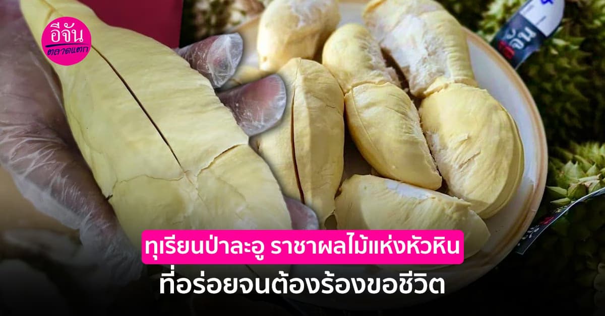 ทุเรียนป่าละอู ราชาผลไม้แห่งหัวหิน ที่อร่อยจนต้องร้องขอชีวิต