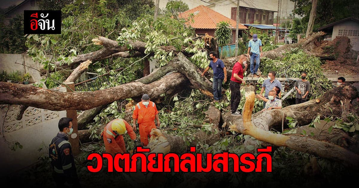 วาตภัยถล่มสารภี ต้นไม้โค่น ทับรถ 3 ชีวิต รอดตายหวุดหวิด