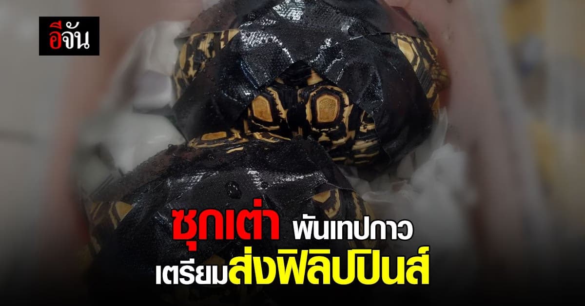 ทารุณกรรมสัตว์! ซุกเต่า 34 ตัว พันเทปกาว ส่งฟิลิปปินส์