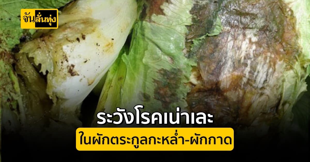 สภาพอากาศช่วงนี้ฝนตกหนักอาจทำให้เกิดโรคเน่าเละในผักตระกูลกะหล่ำ-ผักกาด