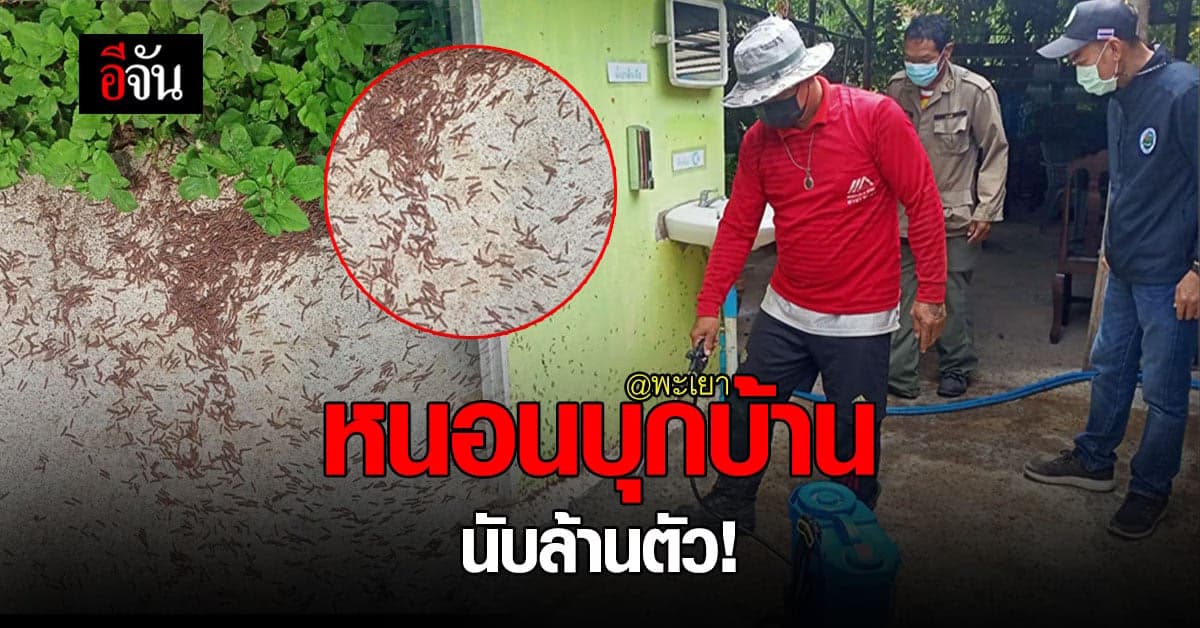 พะเยา ชาวบ้านขนลุกซู่ หลังเจอ หนอน บุกบ้านนับล้านตัว!