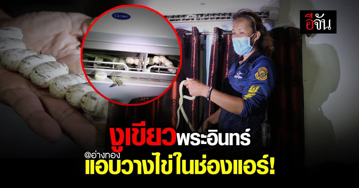 งูเขียวพระอินทร์ แอบซ่อนตัววางไข่ในช่องแอร์ ถึง 9 ฟอง : อ่างทอง