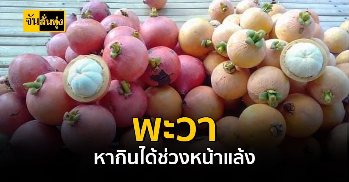 ผลไม้ป่าหน้าตาคล้ายมังคุด มันคือ พะวง มังคุดป่า หากินยาก