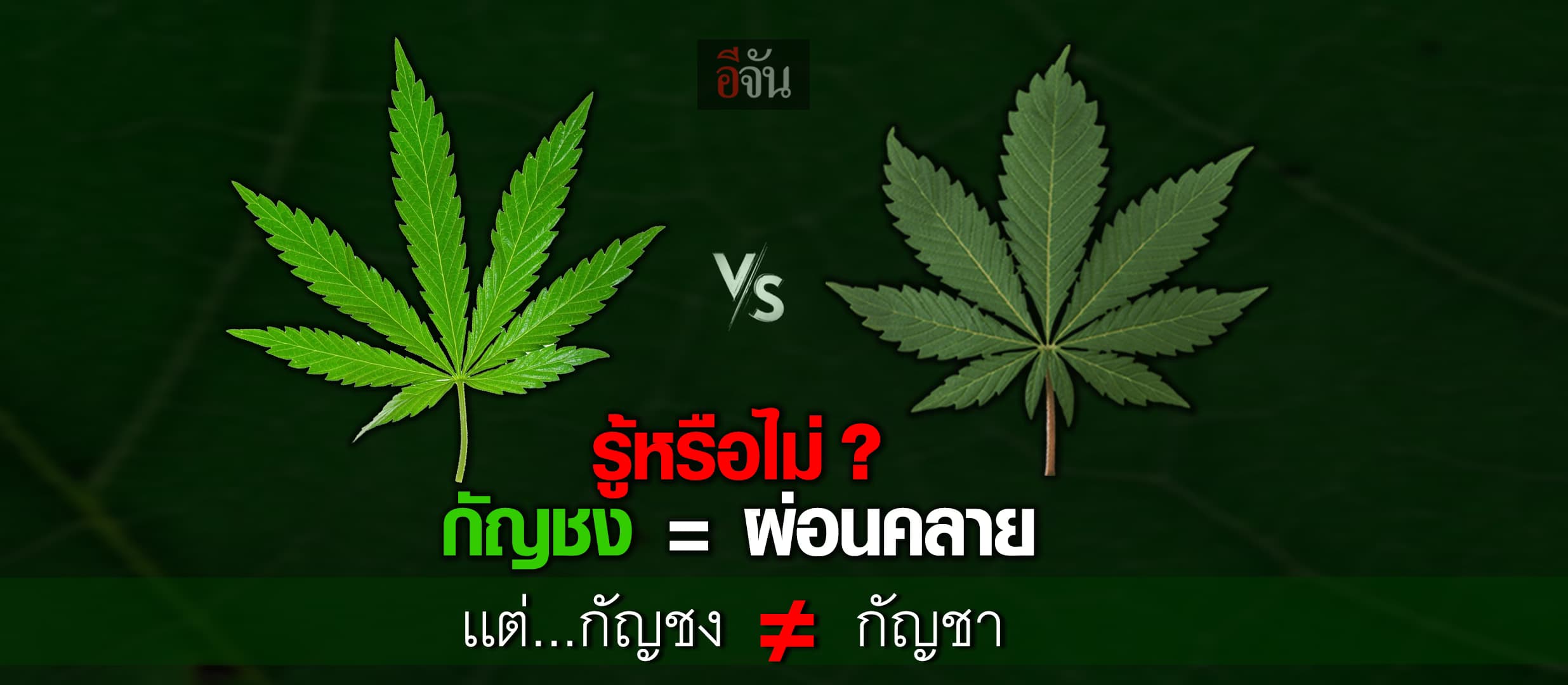 รู้หรือไม่ กัญชง – กัญชา ต่างกันอย่างไร ?