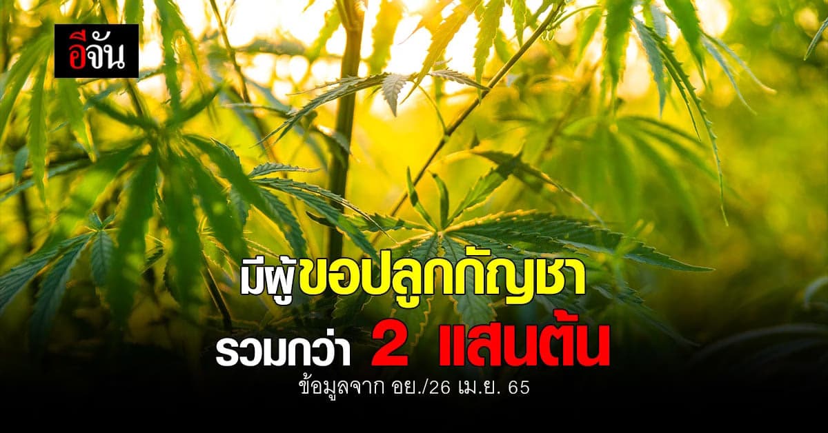 อย. เผย มีผู้ขออนุญาต ปลูก กัญชา จำนวนมาก รวม กว่า 2 แสนต้น