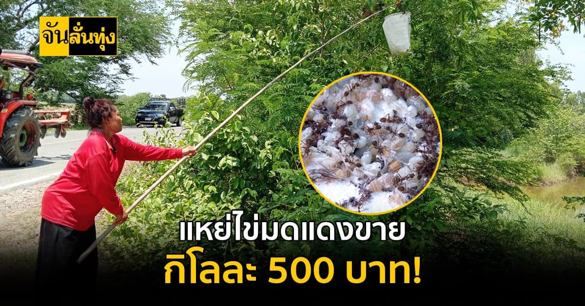 เข้าหน้าแล้ง ออกแหย่ ไข่มดแดง ขายกิโลละ 500-700 บาท