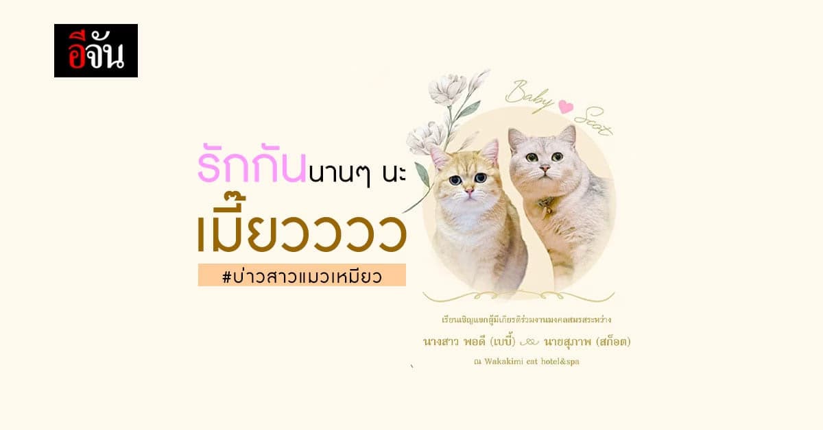 บ่าวสาวแมว ขึ้นป้ายเชิญร่วมงานวิวาห์ งานนี้ทาสแมวอิจฉาหนักมาก