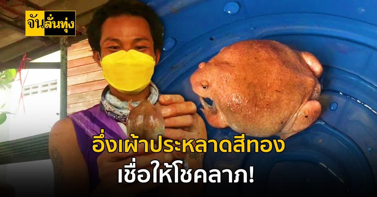 ฮือฮา! พบอึ้งเผ้าประหลาดสีทอง ชาวบ้านเชื่อว่าให้โชคลาภ