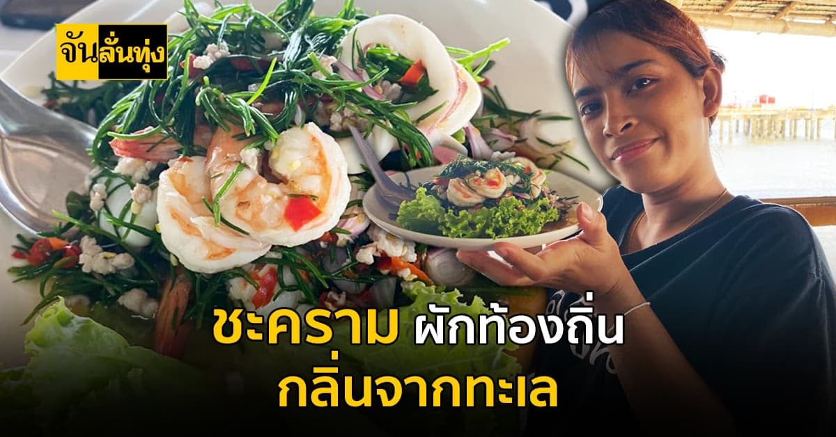 วัชพืชล้มลุกรสเด็ด? ชะคราม ผักท้องถิ่น ได้รสเค็มธรรมชาติจากทะเล