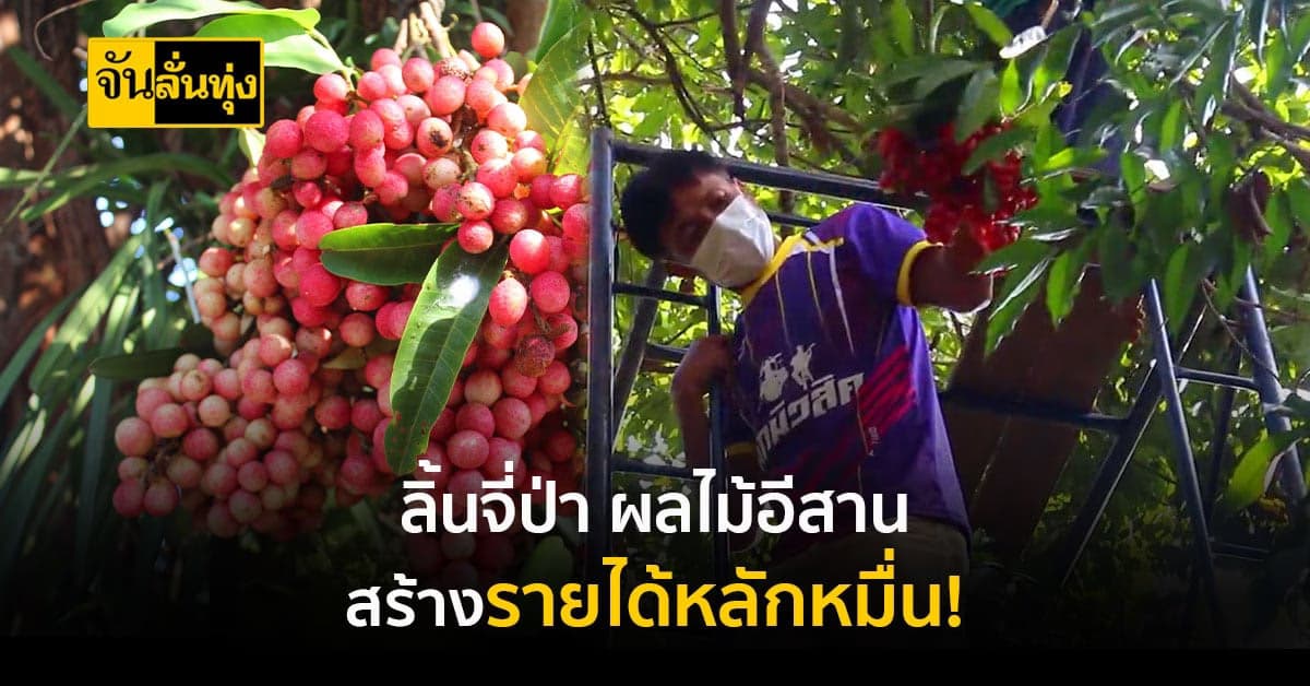 บักแงว หรือ ลิ้นจี่ป่า ผลไม้แดนอีสานทำเงินหลักหมื่นช่วงหน้าร้อน!
