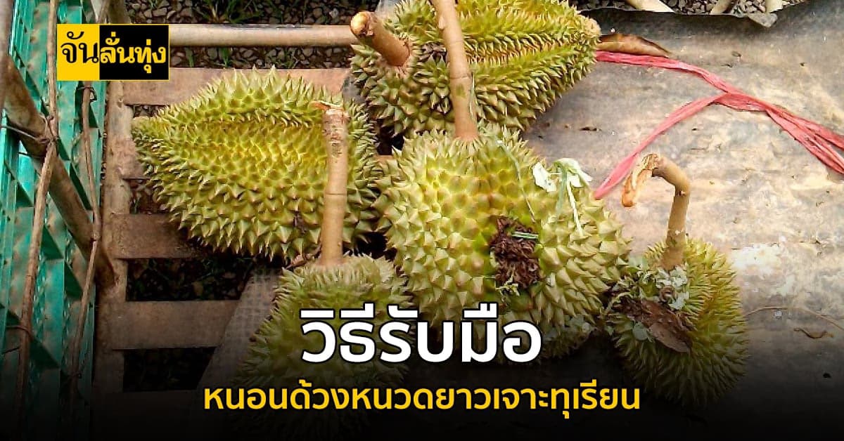 เตือนเกษตรกรระวังหนอนเจาะทุเรียน แนะนำวิธีรับมือ
