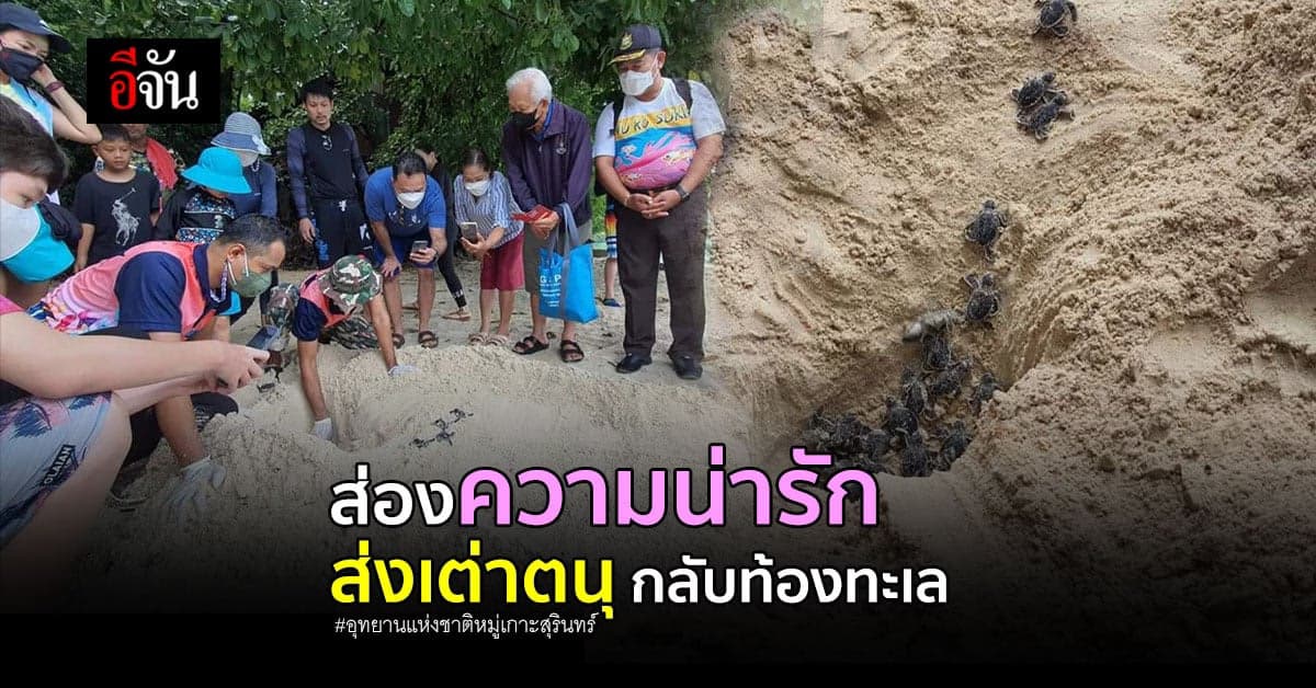 อุทยานแห่งชาติหมู่เกาะสุรินทร์ ปล่อยเต่าตนุ 94 ตัวกลับท้องทะเล