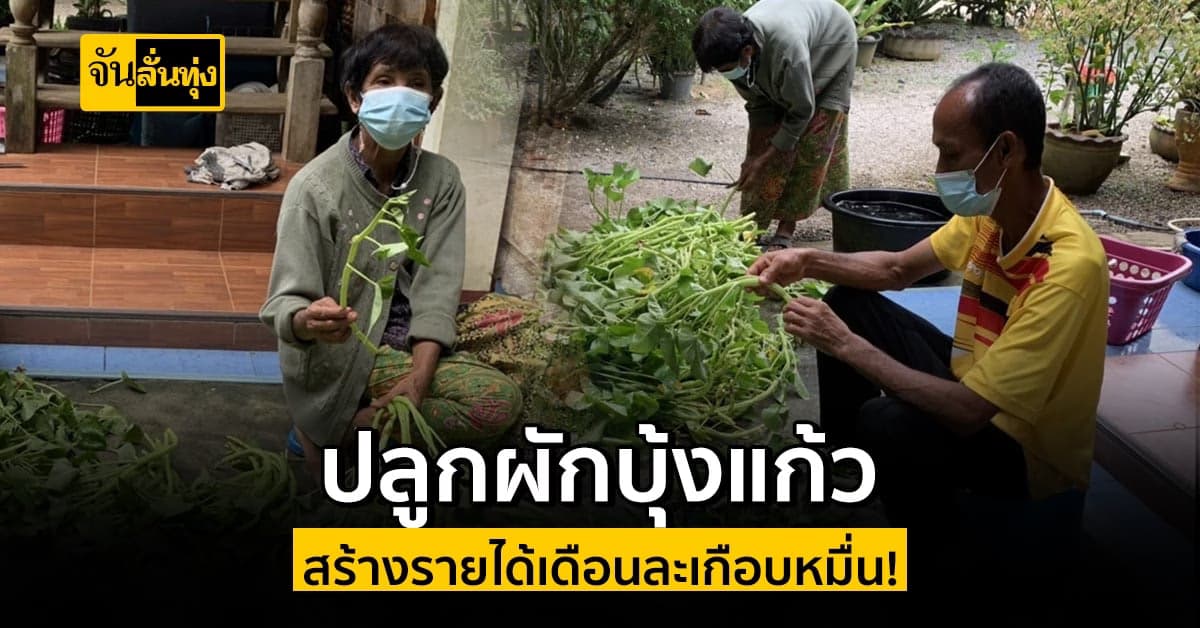 เกษตรกรอ.นาโยง ปลูกผักบุ้งแก้ว สร้างรายได้เดือนละเกือบหมื่น!