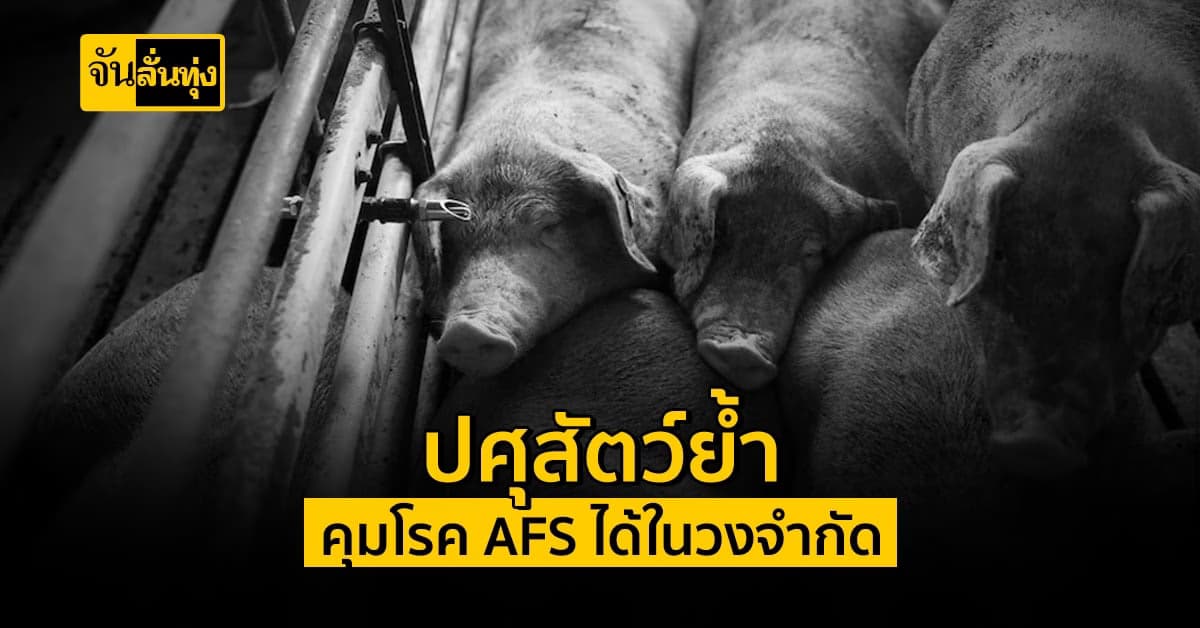 กรมปศุสัตว์ เผย คุมโรค AFS ใน หมู ให้อยู่ในวงจำกัดได้แล้ว