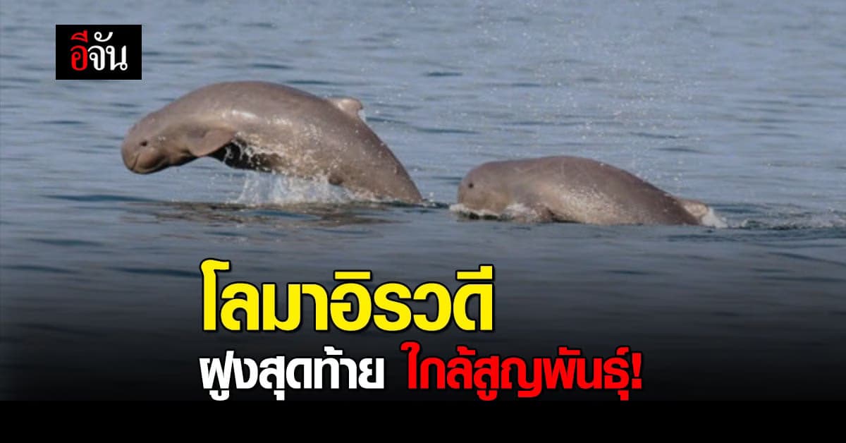 ศูนย์วิจัยทรัพยากรทางทะเล เผย โลมาอิรวดี ทะเลสาบสงขลา ใกล้สูญพันธุ์