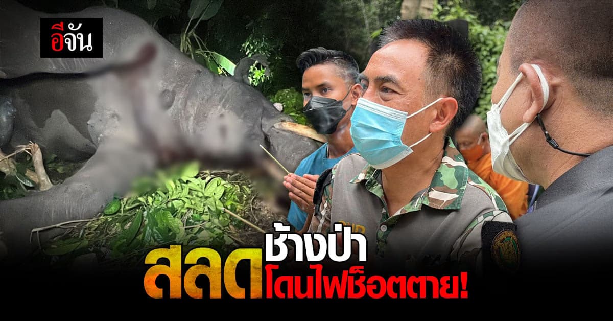 ช้างป่า โดน ไฟช็อตตาย เจ้าหน้าที่นำร่างขอขมา รอผ่าพิสูจน์ !