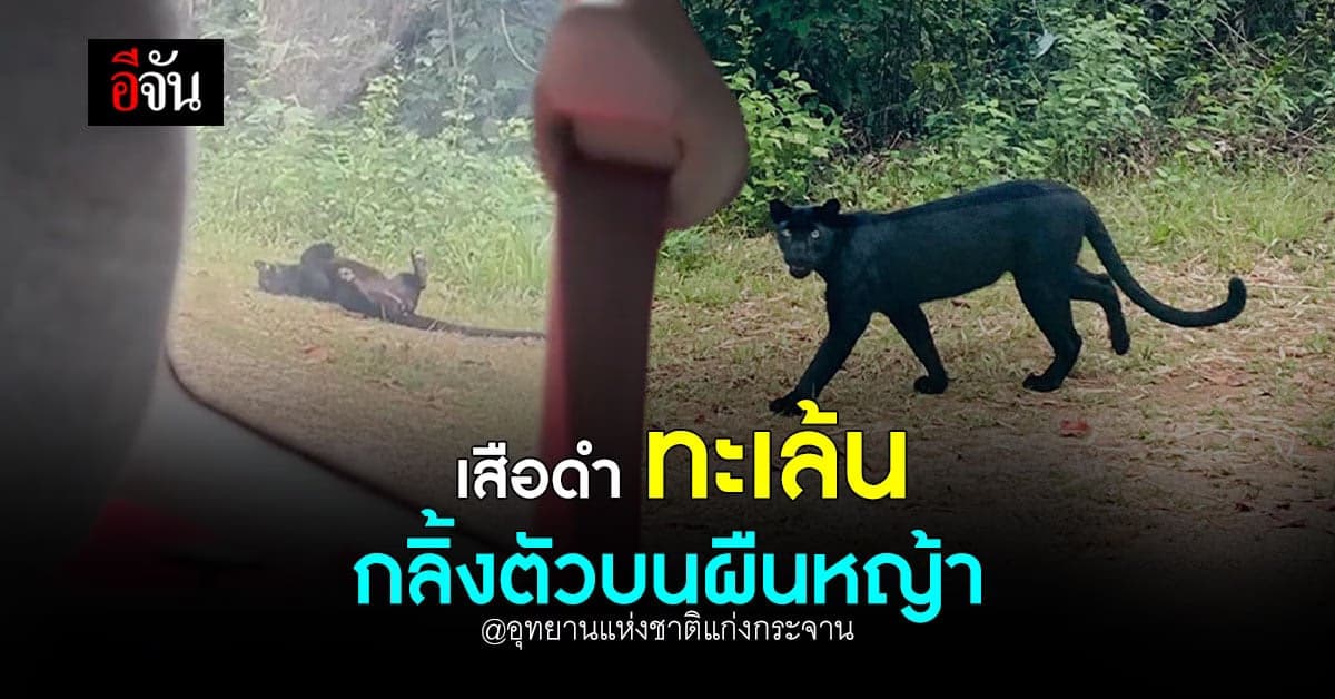 สาวโพสต์ ขับรถเที่ยวเจอ เสือดำ ในอุทยานแห่งชาติแก่งกระจาน